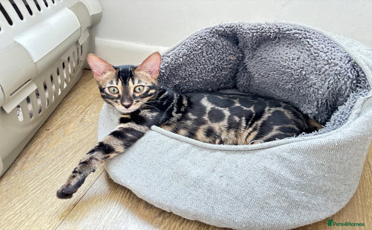 Bengal cats - Advert 13