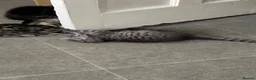 Bengal cats for sale: Bengal cross kittens  - Advert 9