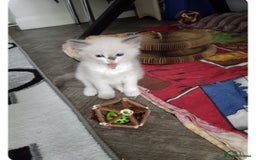 Ragdoll cats for sale: Ragdoll 2 girl🐈 and 3 boy🐈‍⬛. - Image 7