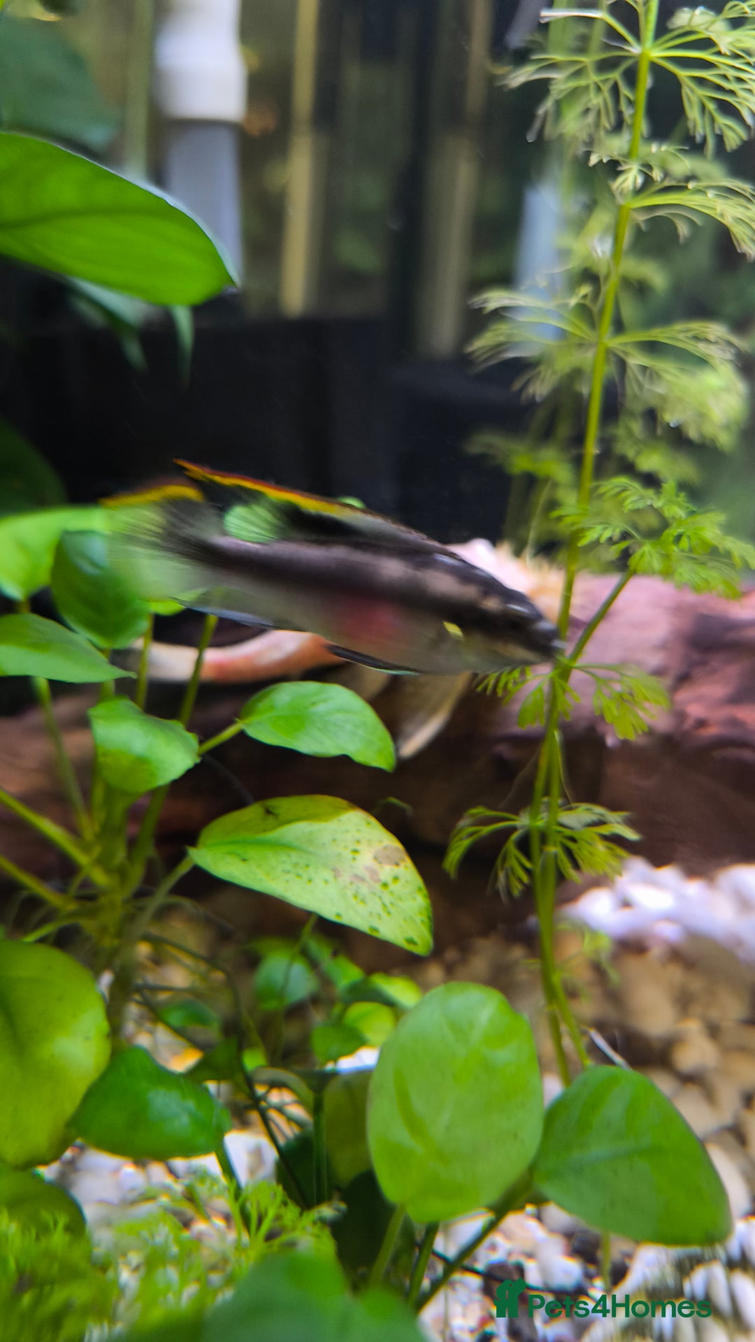 Plecos fish for sale: Albino Pleco x 3 male; male and female kribensis - Advert 3
