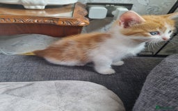 RagaMuffin cats for sale: Adorable Ragamuffin X kittens  - Image 5