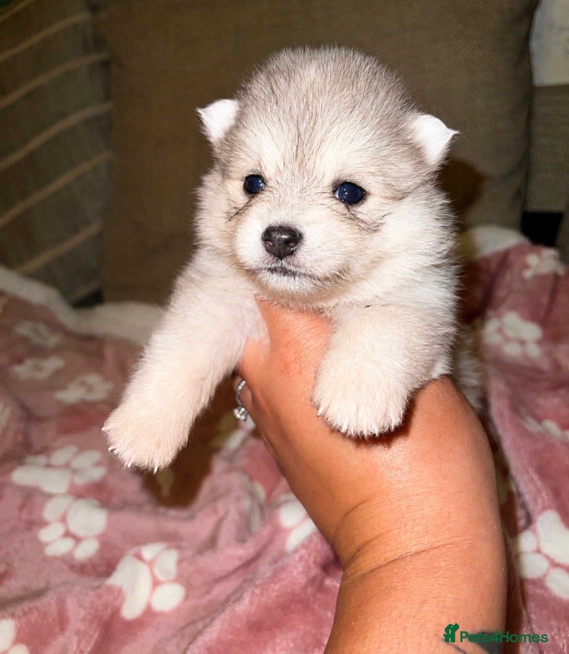 Pomsky dogs Pomsky Puppies - Advert 5