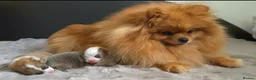 Pomeranian dogs for sale: High Quality Show Pomeranian puppies Champion Mum - Advert 25