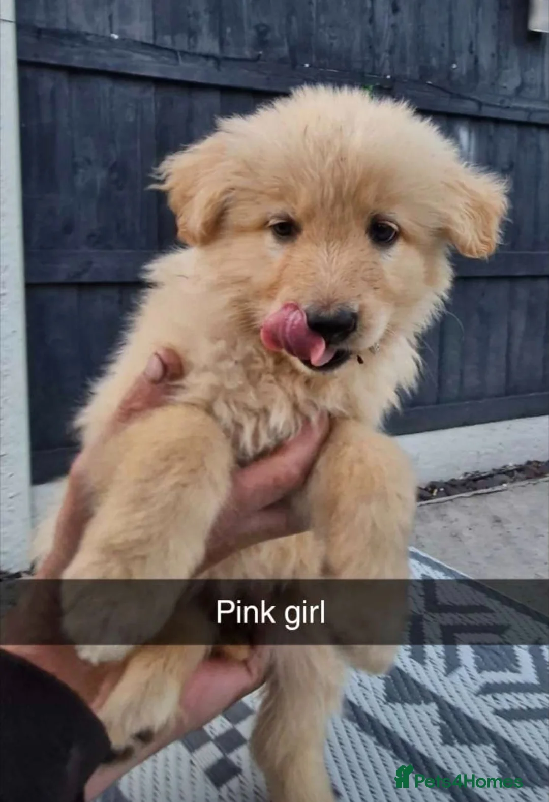 German Shepherd dogs for sale: 1 white girl available  - Advert 16