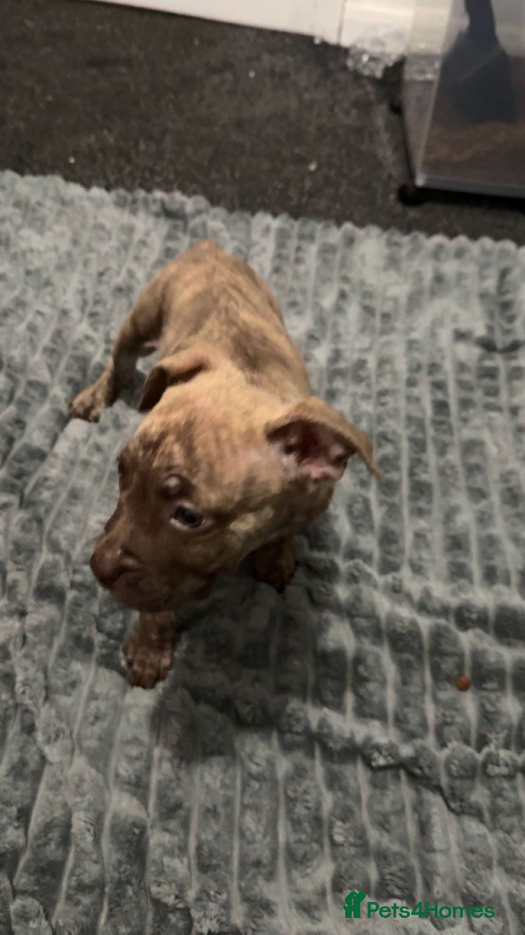 American Bulldog dogs for sale: Roxy is a lovely classic American bully  - Image 1
