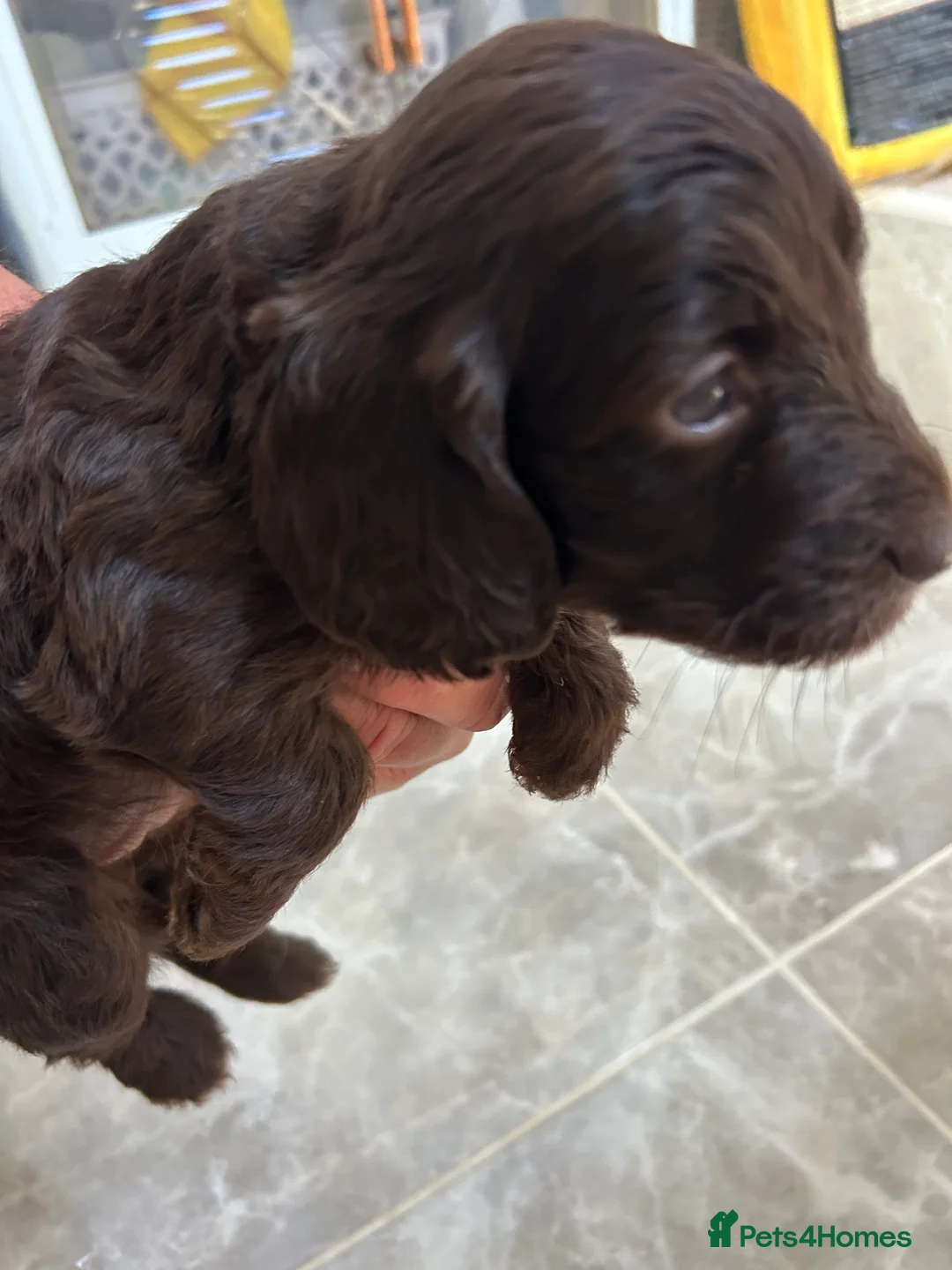 Cockapoo dogs for sale: Cockatoos lovely chocolate puppies - Advert 2