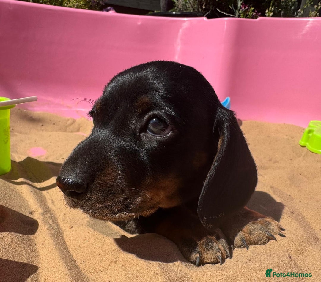 Miniature Dachshund dogs for sale: KC, PRA Clear Miniature Dachshund Puppies - Image 17
