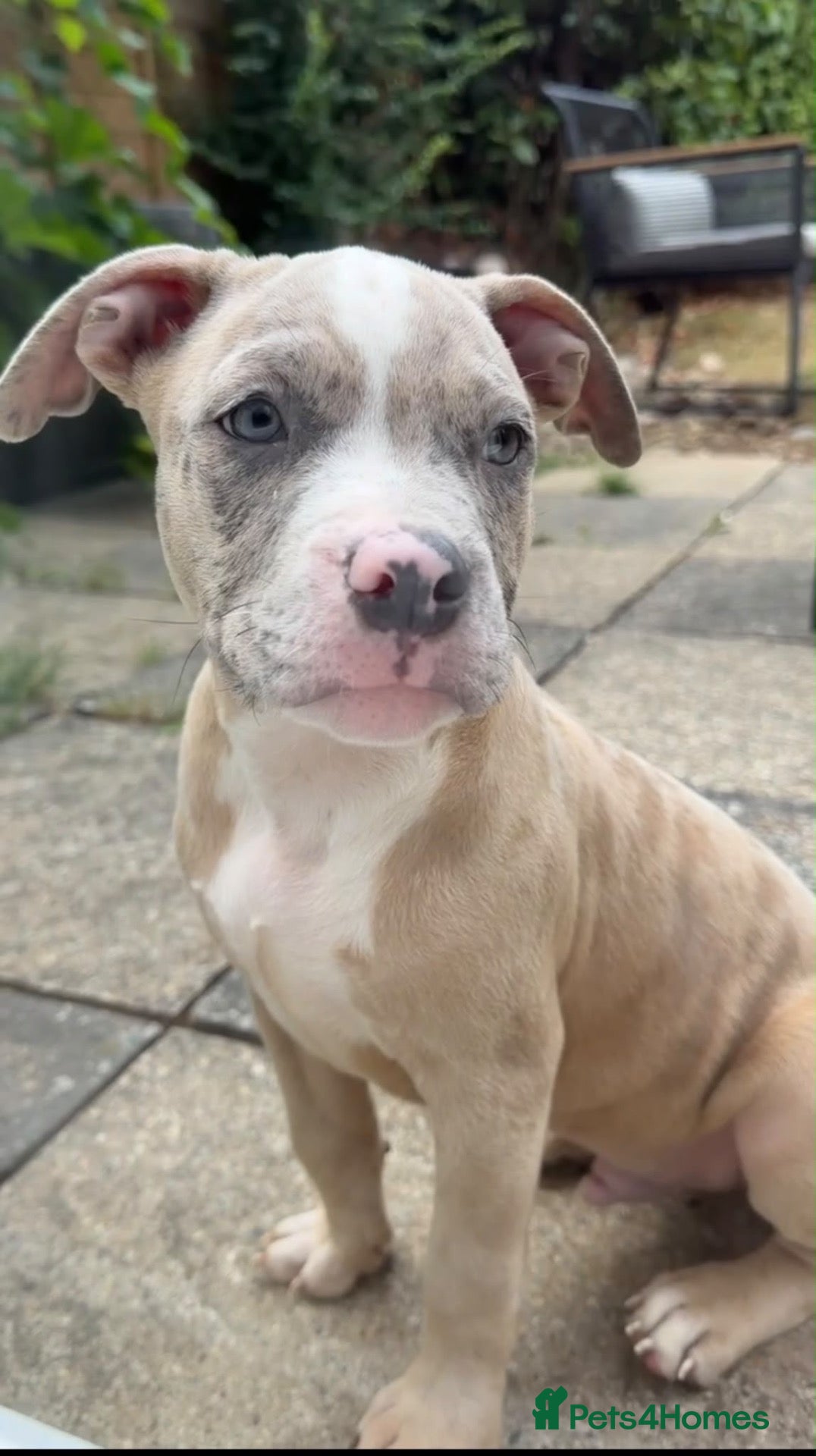 Mixed Breed dogs Gorgeous bully boy! - Advert 4