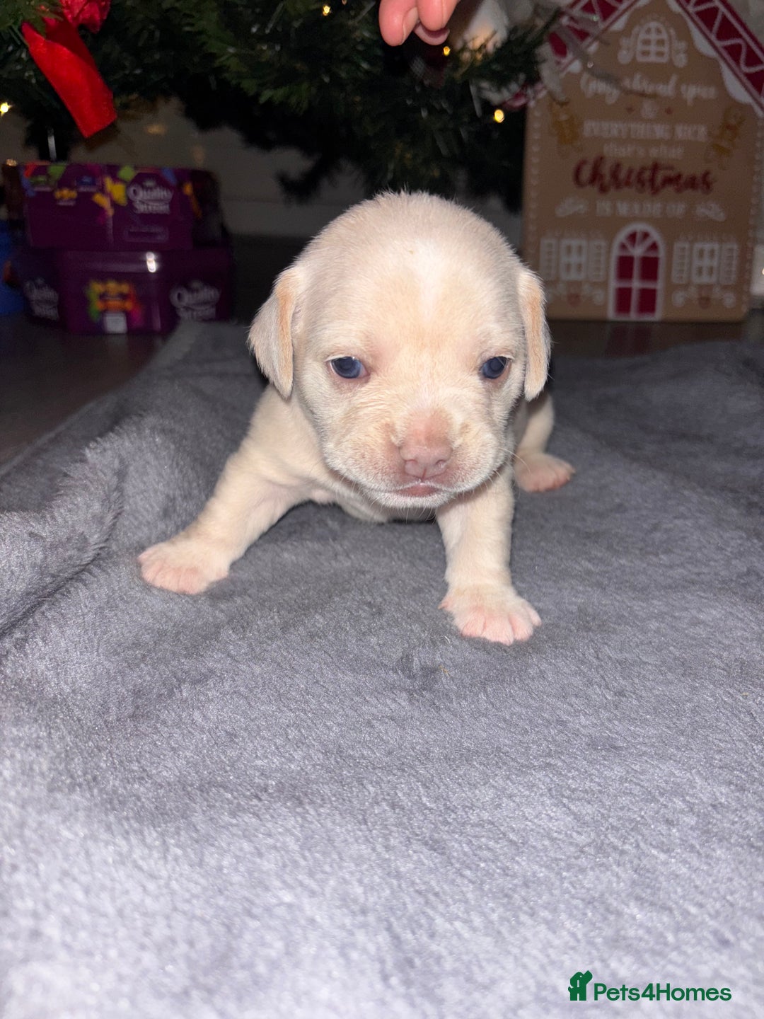 Mixed Breed dogs for sale: French bulldog mixed chihuahua  - Advert 1