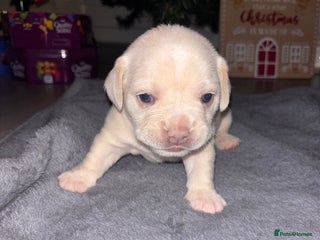 Mixed Breed dogs French bulldog mixed chihuahua - Advert 1