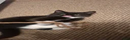 Mixed Breed cats for sale: Two little kittens looking for a home. - Advert 3