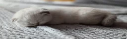 Scottish Fold cats for sale: Scottish fold  - Advert 19