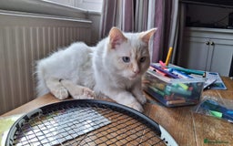 Ragdoll cats for sale: Flame point male ragdoll, Ozzy, aged 1 year - Image 7
