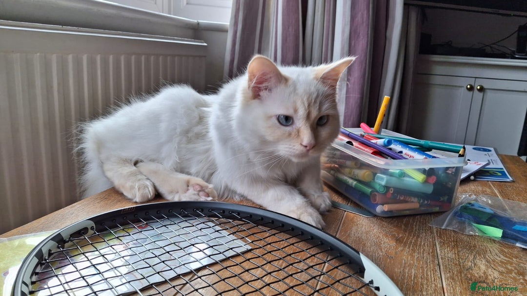 Ragdoll cats for sale: Flame point male ragdoll, Ozzy, aged 1 year - Image 7