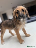 Mixed Breed dogs - Advert 2