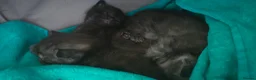 Maine Coon cats for sale: Beautiful Smoke/tabby Mainecoonx in Eastbourne - Advert 8