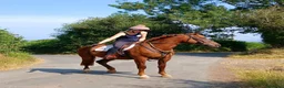 Other Breed horses for sale: Super smart potential PC/RC/Event/Allrounder - Advert 2