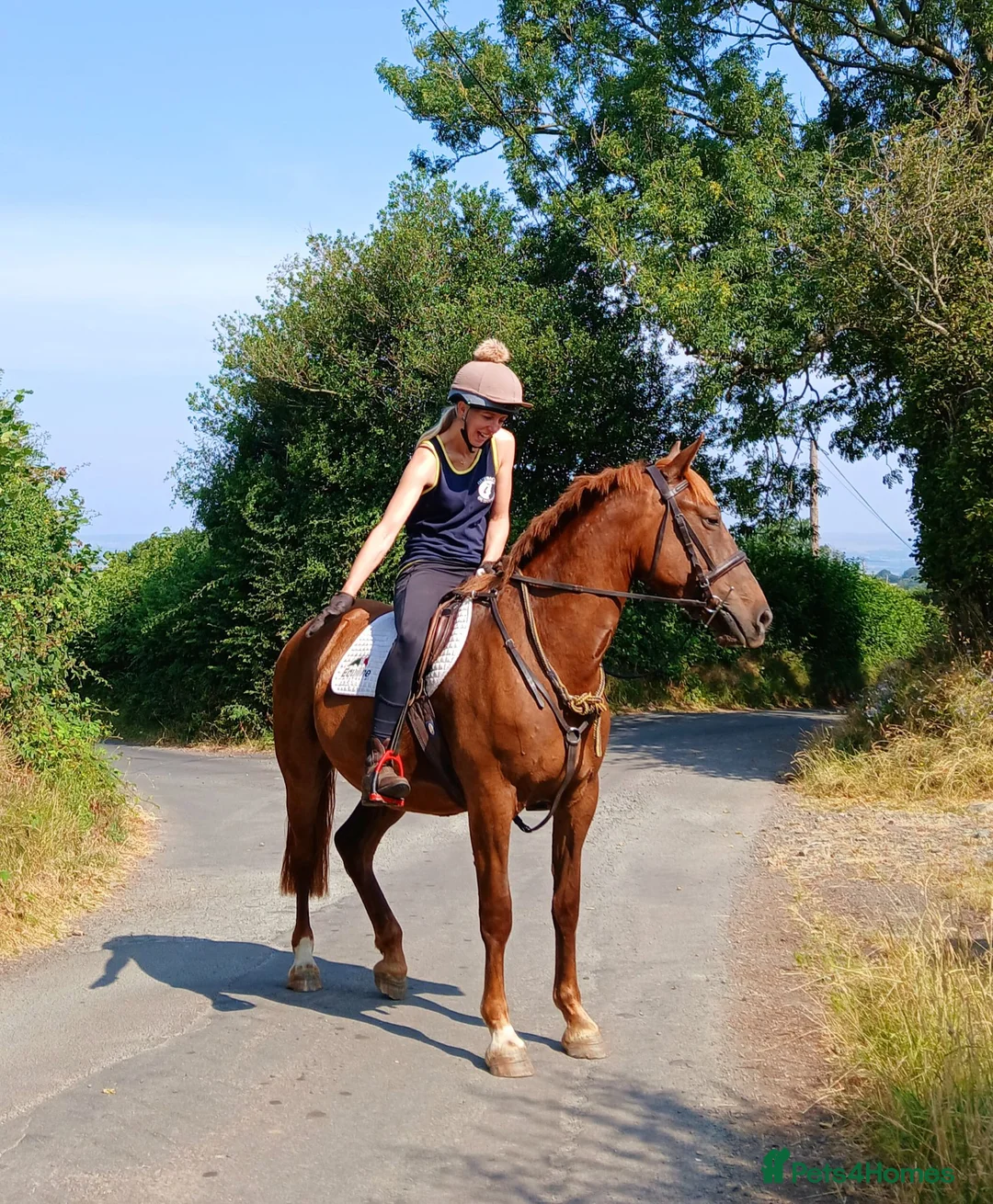Other Breed horses for sale: Super smart potential PC/RC/Event/Allrounder - Advert 2