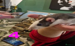 Rat rodents for sale: 9 beautiful girls - Image 14