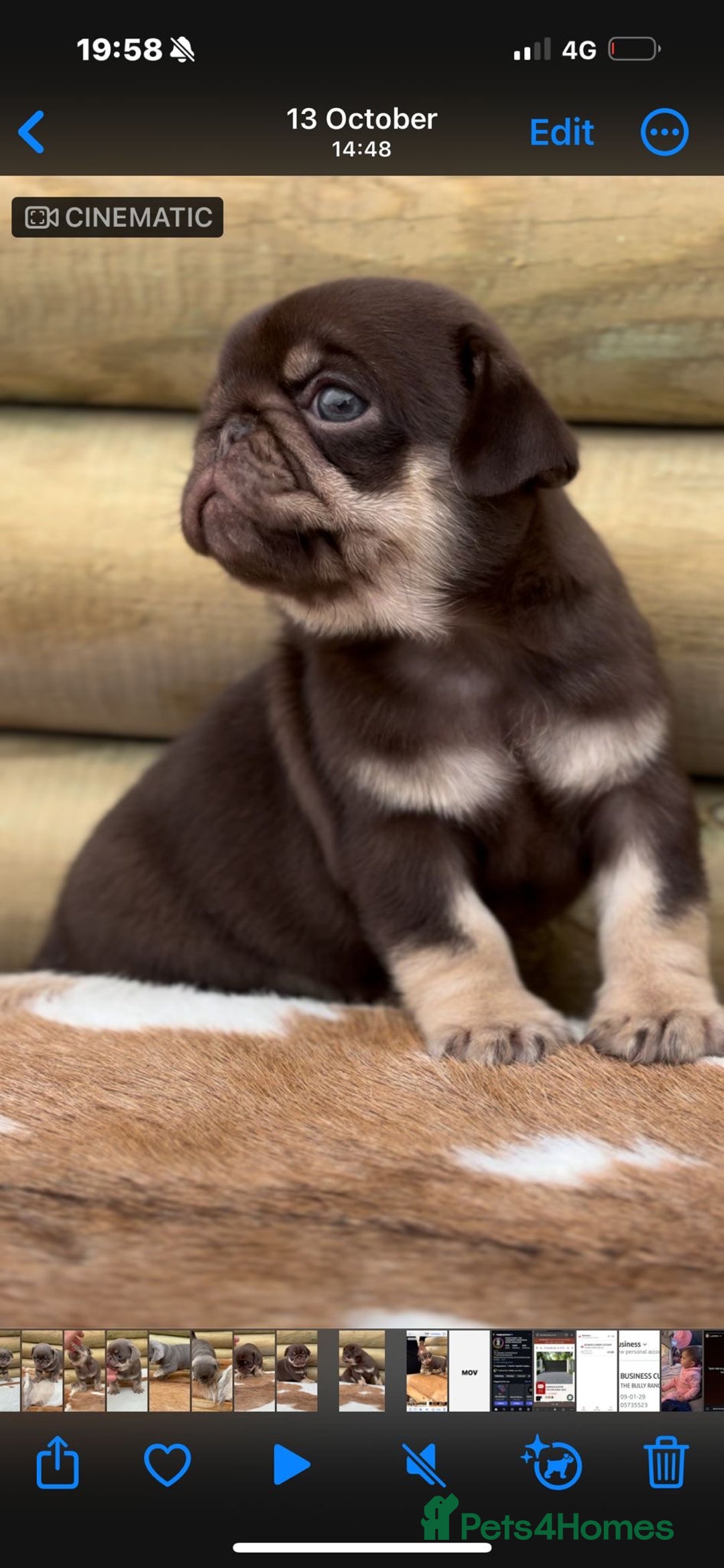 Pug dogs for sale: Beautiful last 2 little girl pugs. - Advert 5