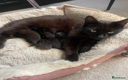 Domestic Shorthair cats for sale: Beautiful kittens  - Image 2