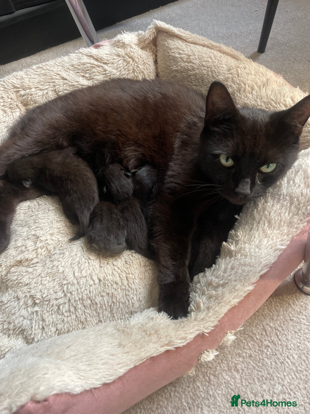 Domestic Shorthair cats for sale: Beautiful kittens  - Image 2