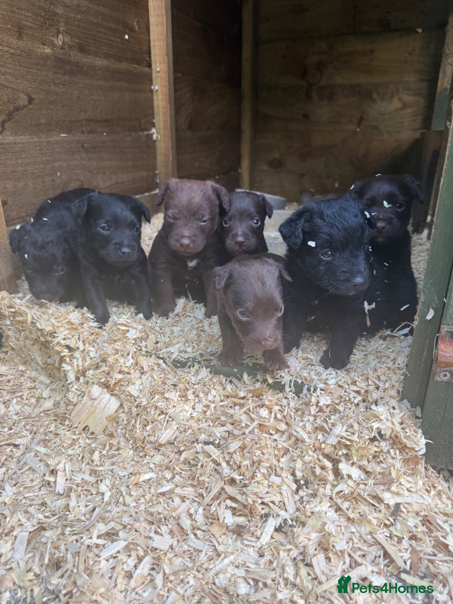 Patterdale Terrier dogs Beautiful 6 lovely patterdale  - Advert 13
