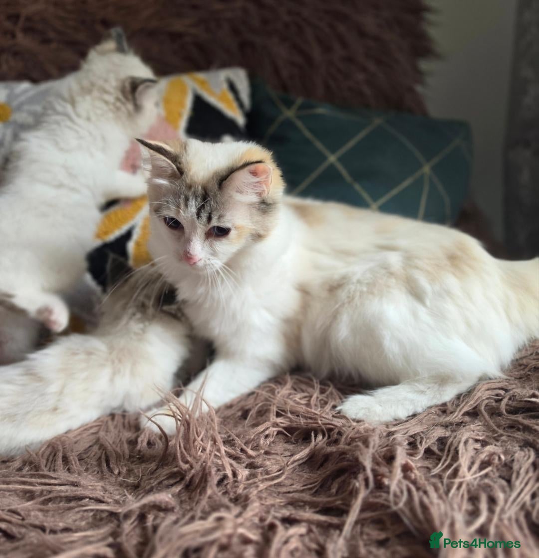 Ragdoll cats GCCF registered Ragdoll kittens  - Advert 1