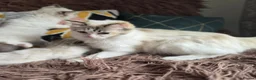 Ragdoll cats for sale: GCCF registered Ragdoll kittens  - Advert 35