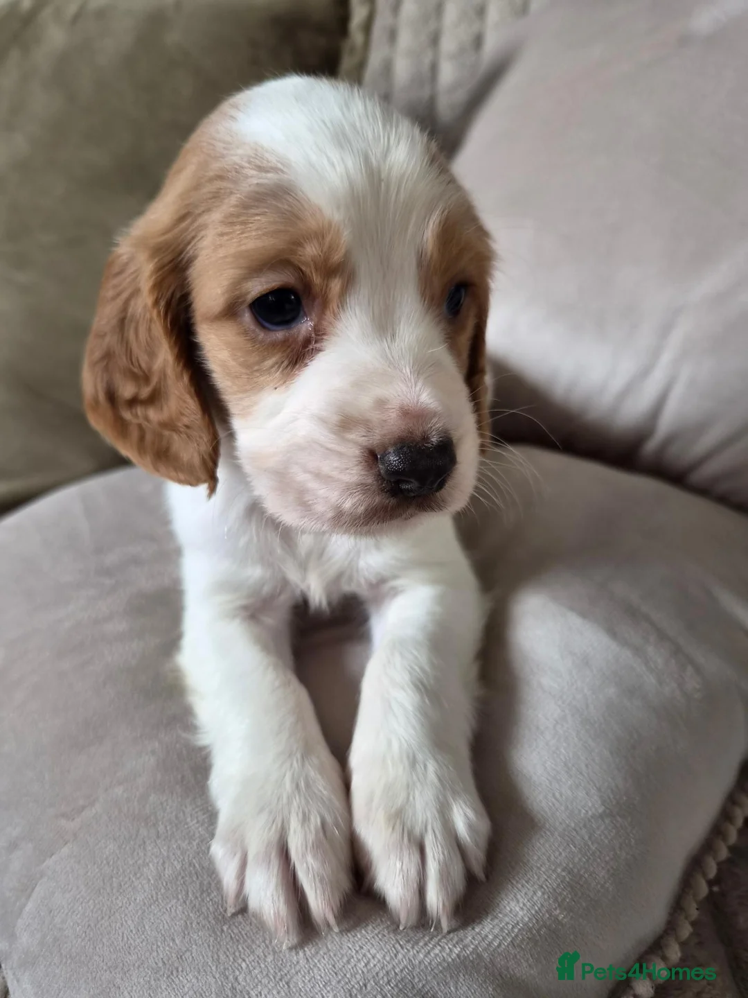 Sprocker dogs for sale: Sprocker Puppies - Advert 5