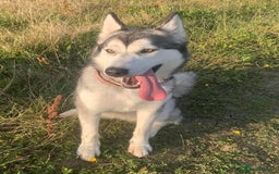 Shepsky dogs for sale: German shepherd cross  - Image 11