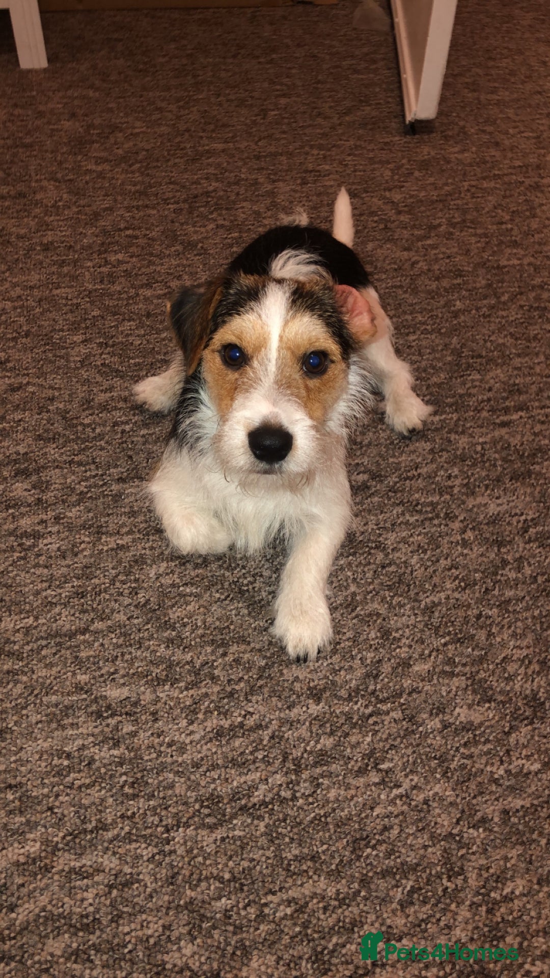 Jack Russell dogs for stud: Jack russel for stud - Advert 1