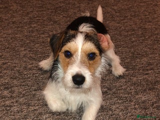 Jack Russell dogs Jack russel for stud - Advert 1