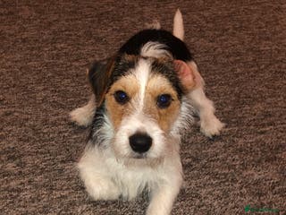 Jack Russell dogs Jack russel for stud - Advert 13