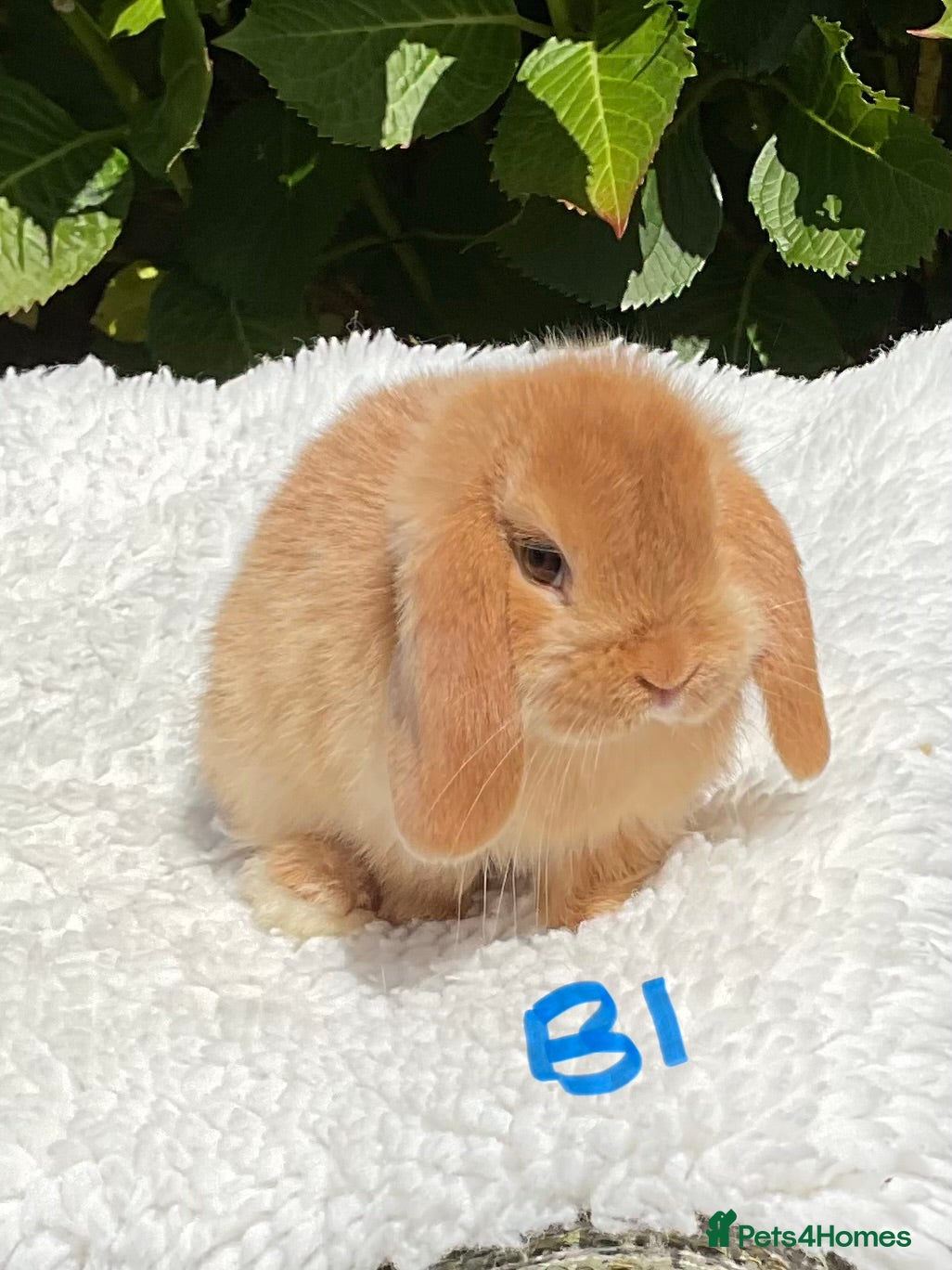 Mini Lop rabbits Pure bred mini lops baby rabbits . - Advert 1