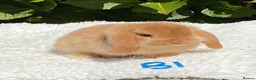 Mini Lop rabbits for sale: Pure bred mini lops baby rabbits . - Advert 1