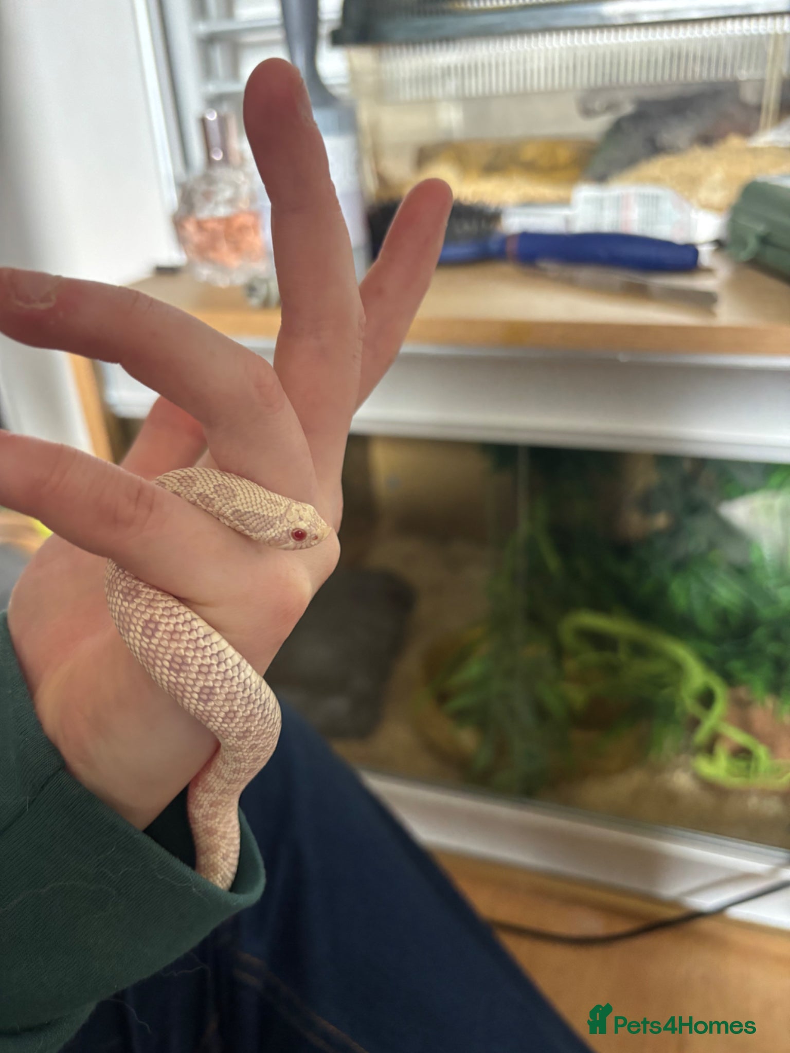 Snake reptiles Snow hognose  - Advert 2
