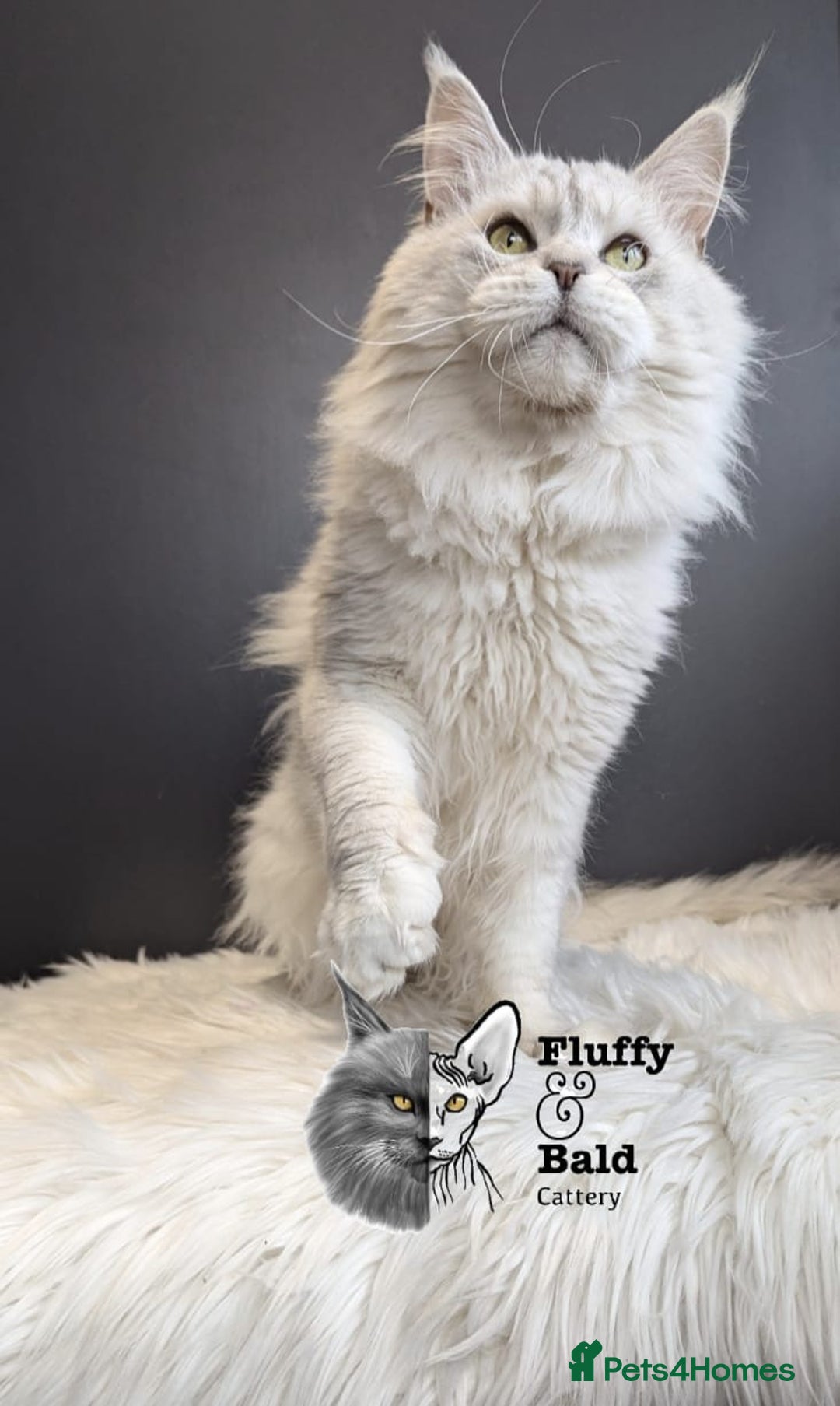 Maine Coon cats for sale: Blue shaded stud boy  - Image 5