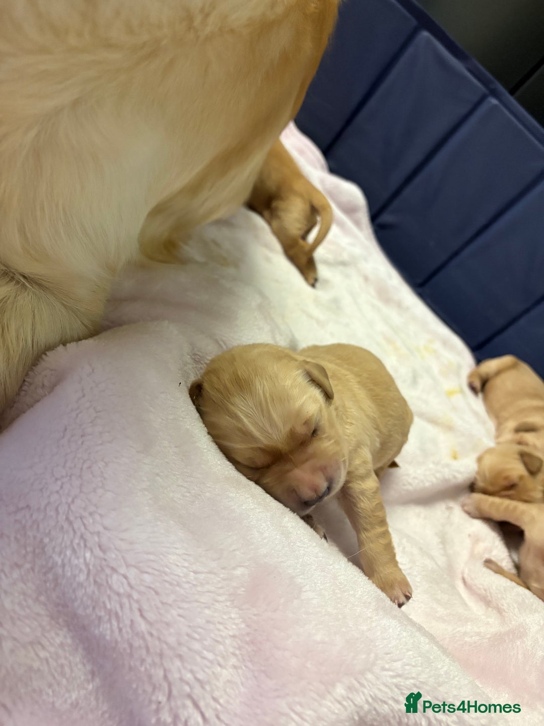 Golden Retriever dogs for sale: 6 beautiful golden retriever pups - Image 4