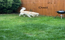Golden Retriever dogs for sale: Golden retriever puppies - Image 2
