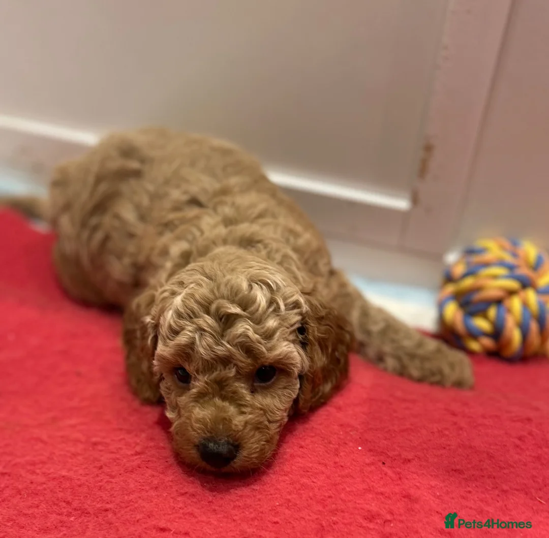 Miniature Poodle dogs for sale: Beautiful Miniature Poodles - Advert 2