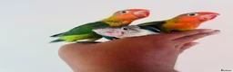 Lovebirds birds for sale: Hand reared lovebirds for sale  - Advert 6