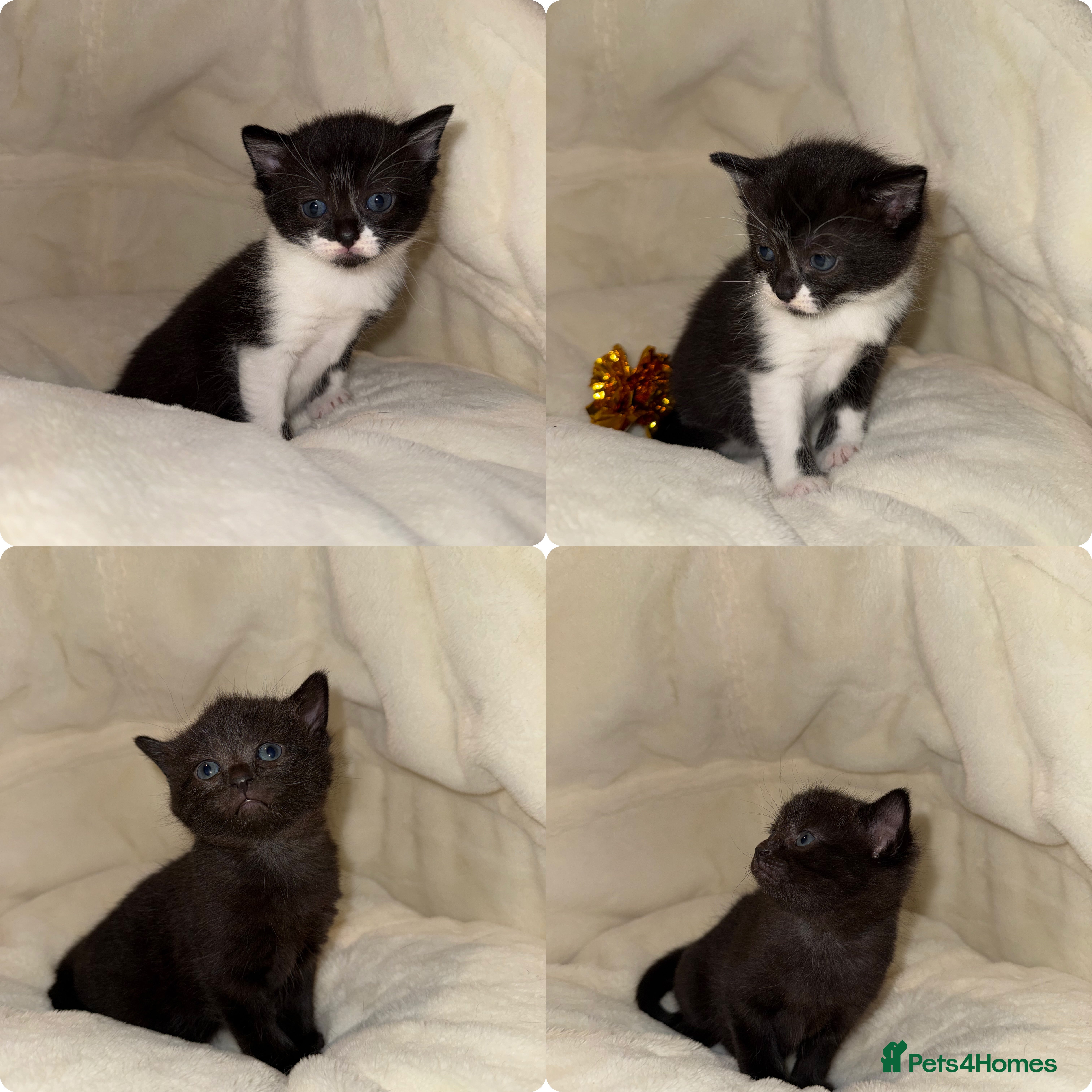 Russian Blue cats 🐾 Russian Blue/Bengal Tabby Kittens 🐾 - Advert 17