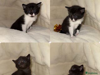 Russian Blue cats 🐾 Russian Blue/Bengal Tabby Kittens 🐾 - Advert 17