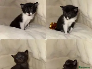 Russian Blue cats 🐾 Russian Blue/Bengal Tabby Kittens 🐾 - Advert 7