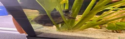 Gouramis fish for sale: Leopard bush fish for new home in Doncaster - Advert 3