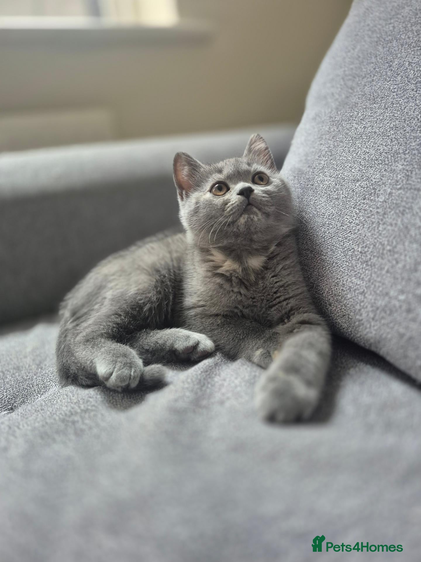Scottish Fold cats Scottish Straight kittens  - Advert 1