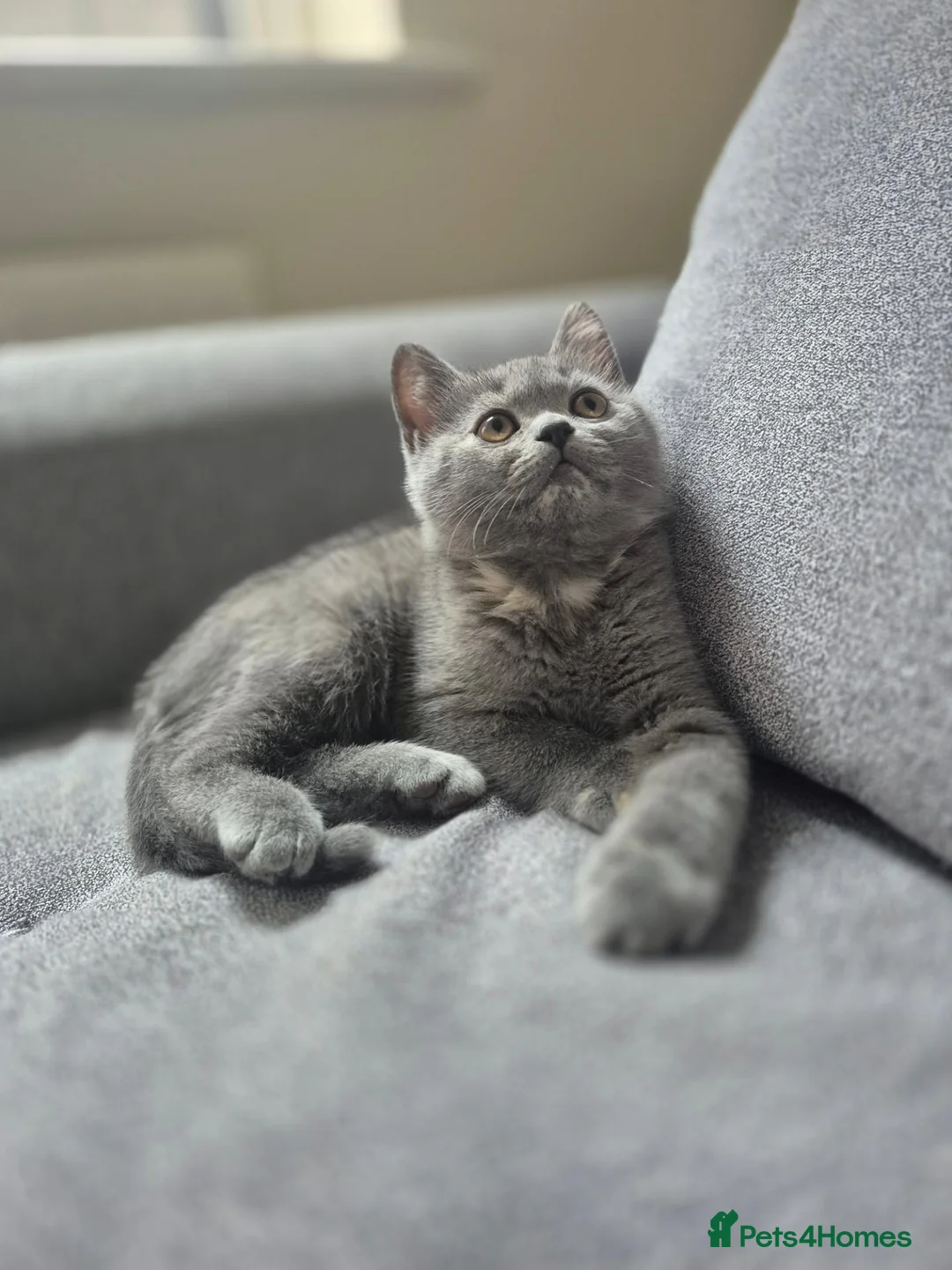 Scottish Fold cats for sale: Scottish Straight kittens  - Advert 2