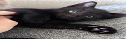 Mixed Breed cats for sale: ✨ 🐾 Kittens ready from today 🐾✨ - Advert 10
