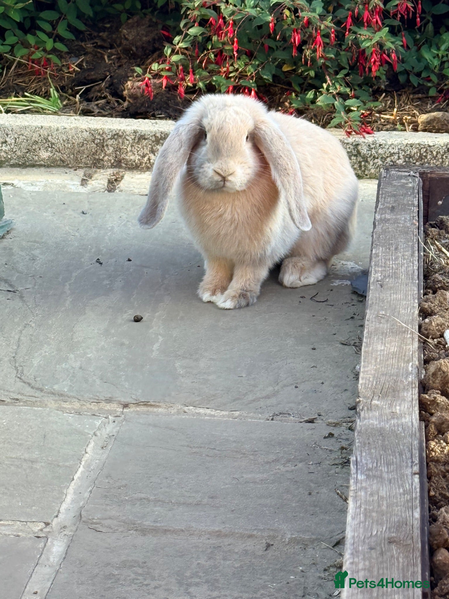 French Lop rabbits Giant French Lop 🐇🐰1 female 1 Male - Advert 3